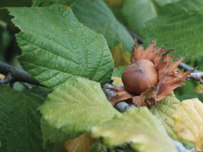 Growing Hazelnuts in the Garden Image